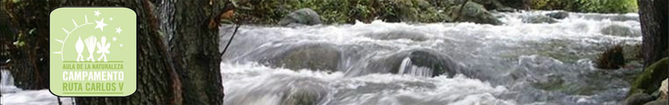 Campamento Ruta Carlos V